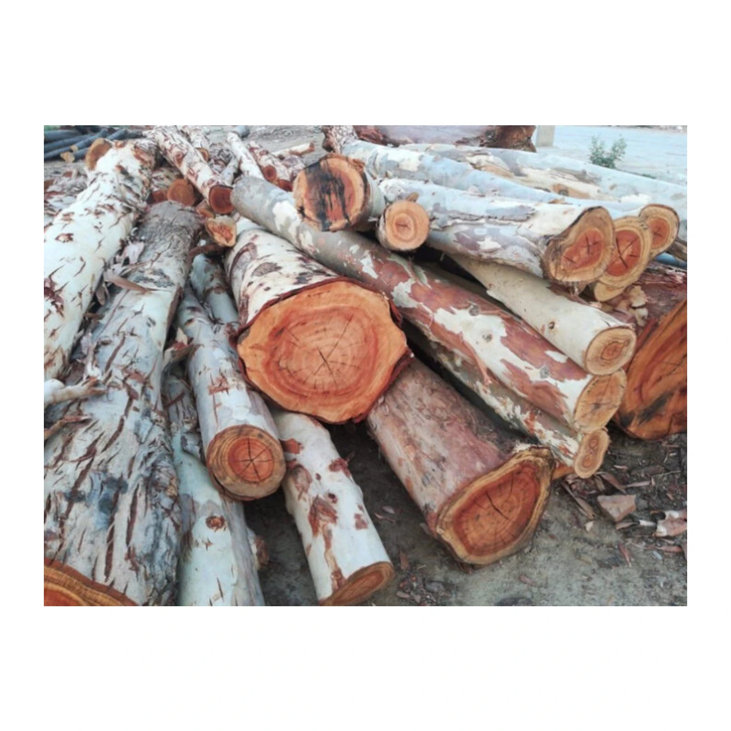HOT SALE Cheap Price Eucalyptus Wood Log For Importers from Vietnam With High Quality