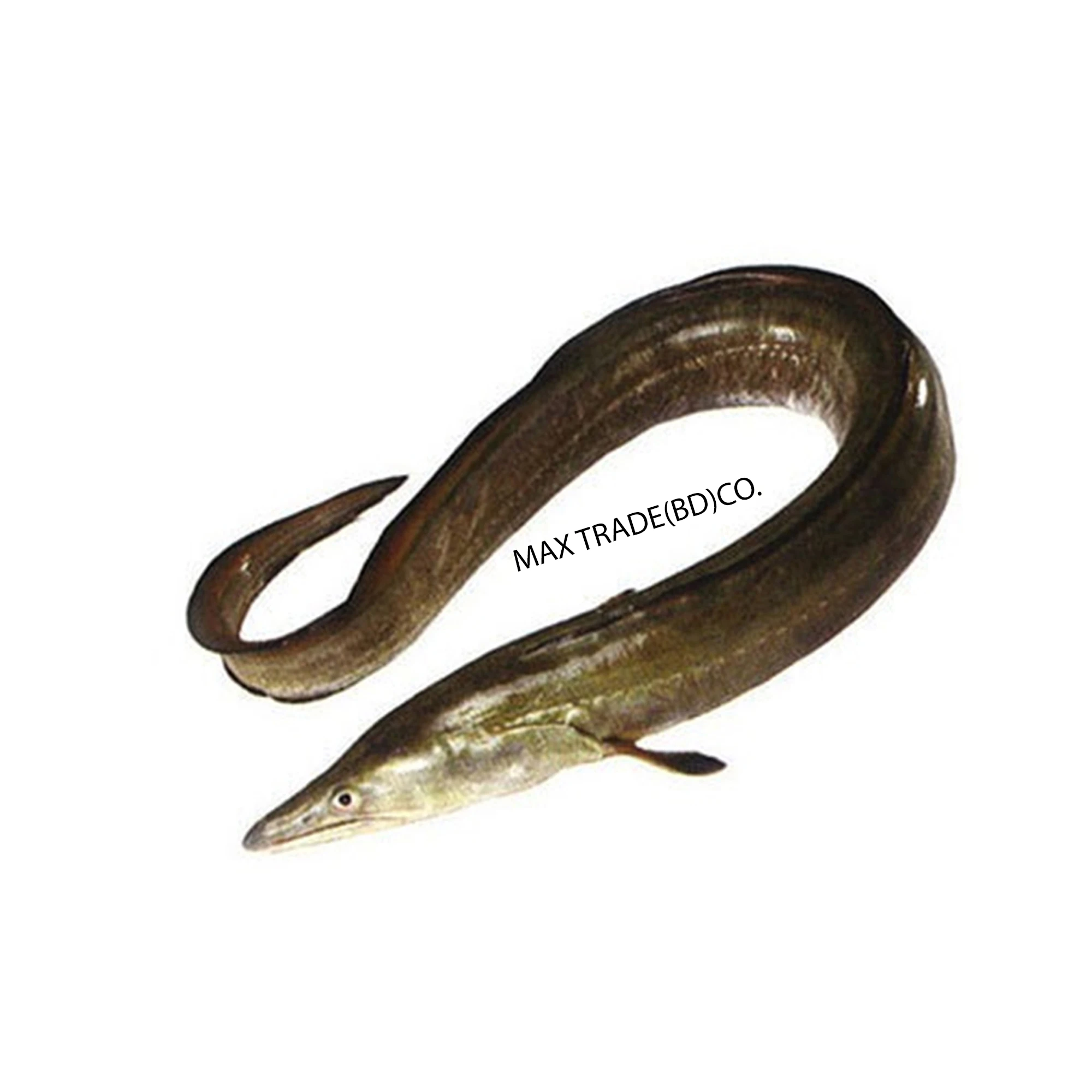 Hot Sale Wholesale Dealer And Supplier Of Frozen Whole Eel Fish Best Quality Best Factory Price Bulk Buy Online From Bangladesh