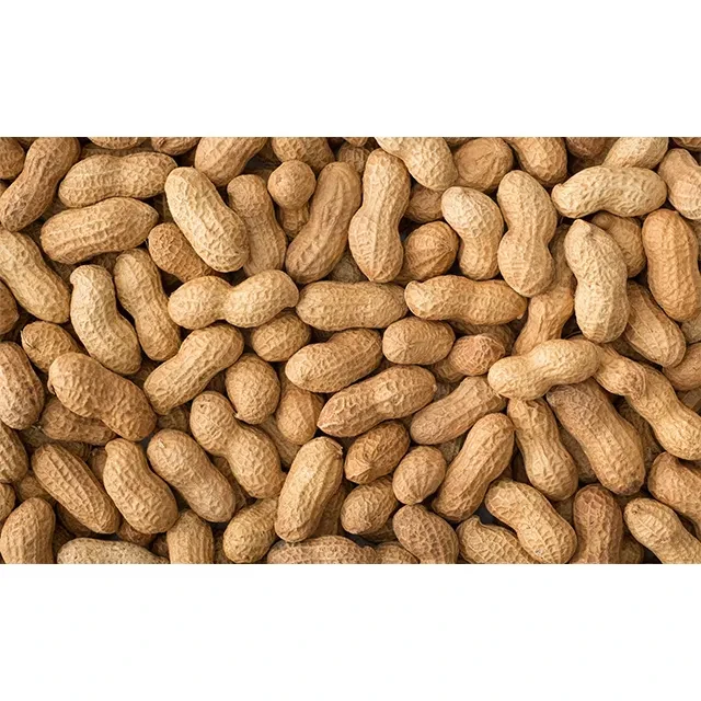 Best Raw Peanut Grains Long Round Shape Raw Red Skin Earthnut Wholesale Dehydrated Manufacturers Raw Peanuts Kernel For Sale