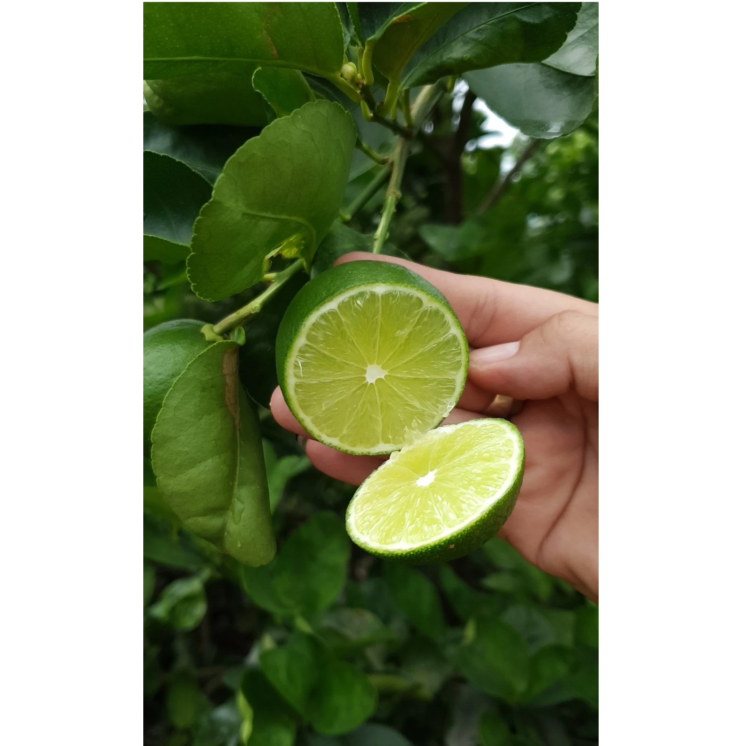 Natural Fresh Lime Without Seeds High Quality Natural Fresh Lime Without Seeds/ Green Lime Seedless From Vietnam
