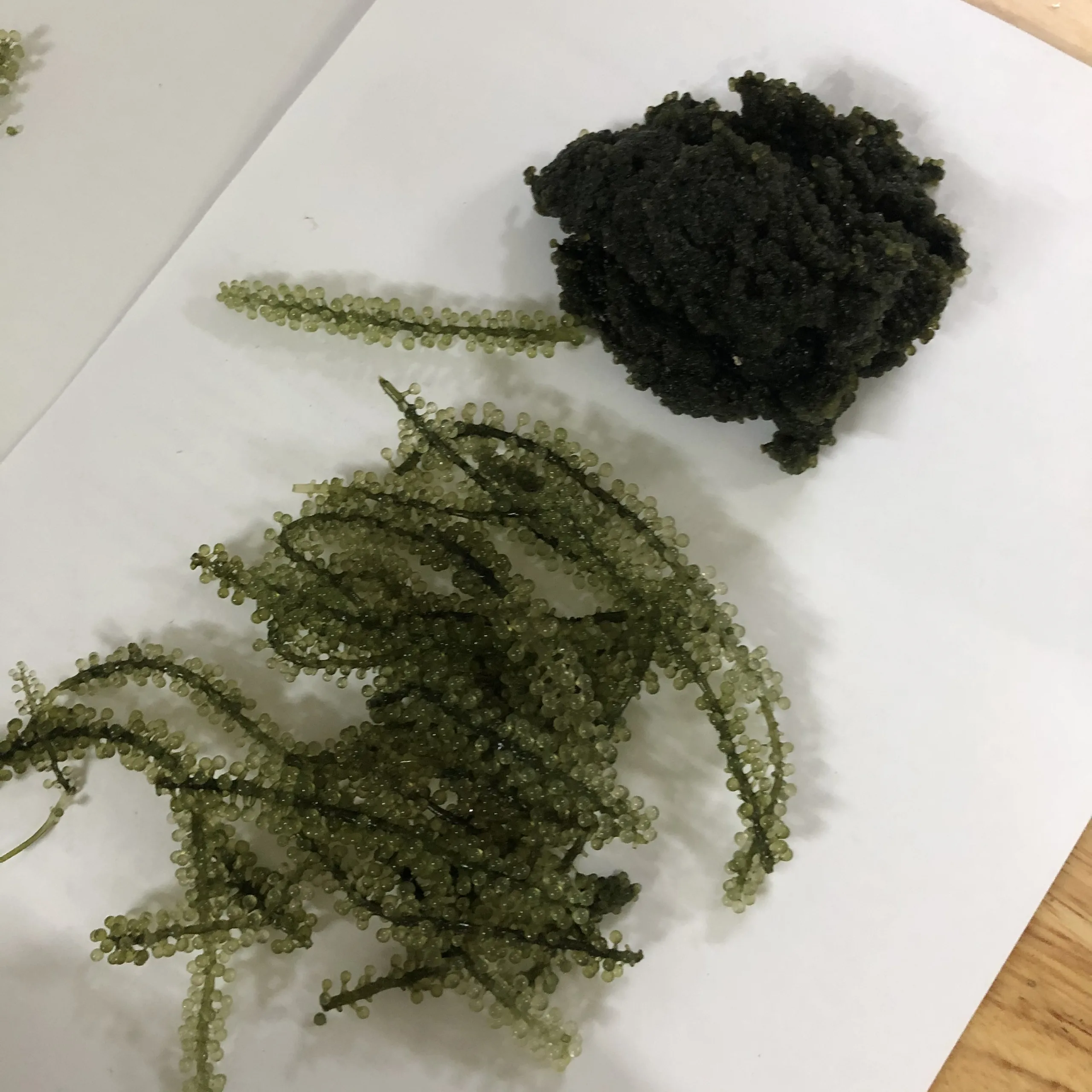 Grapes Lato/latok/Seaweed Sea From Vietnam for Exporting/ Ms. Julie +84 812208609