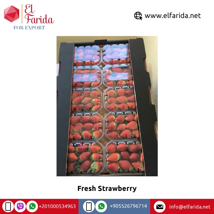 Egypt Origin Supplier of 100% Natural and Sweet Fresh Fruit Red Fresh Strawberry for Wholesale Purchase