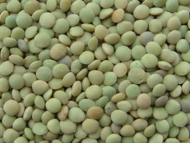 Best Price Canadian Whole Green Lentils Dry Organic Green Lentils Bulk Stock Available With Customized Packing