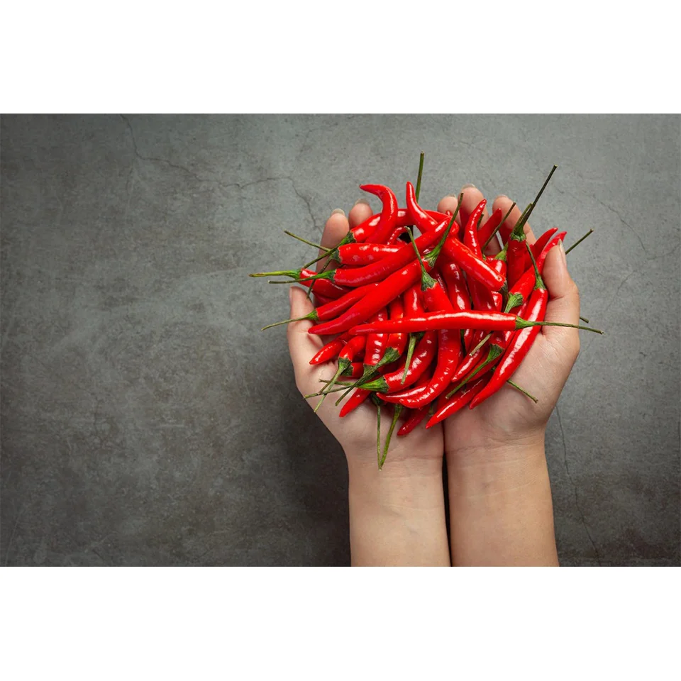 Большой запас, супер горячий свежий красный перец из Вьетнама, надежный поставщик, наши продукты изготовлены из Вьетнамского стандарта зазора