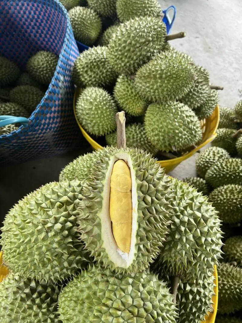 CUSTOMIZED BRAND RI6 DURIAN FOR EXPORT SO FRESH PREMIUM QUALITY FRESH WHOLE PIECE /FROZEN PULP DURIAN FRUIT MONTHONG CHEAP