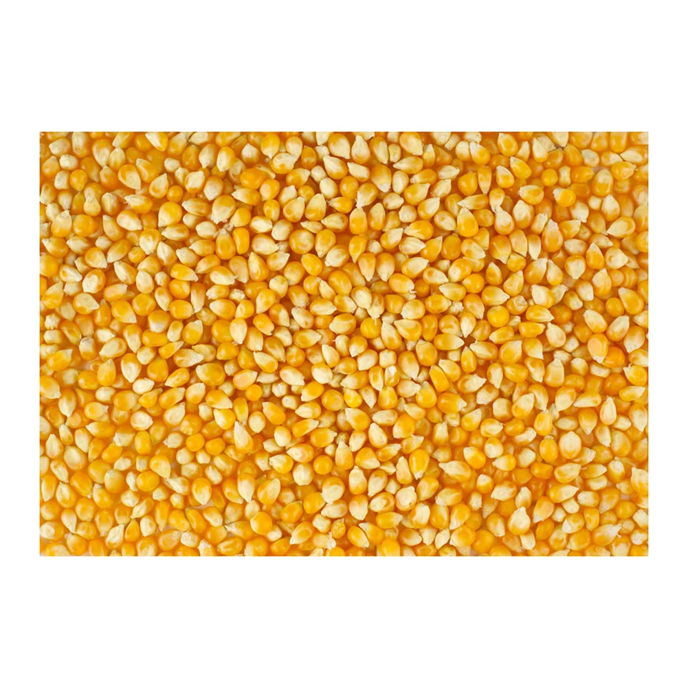 Buy Efficient, Authentic Yellow Maize for Human Consumption and Animal Feed