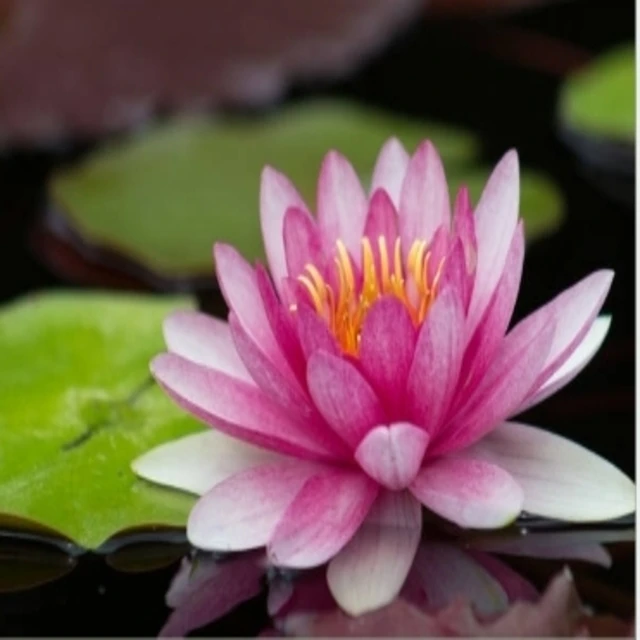 Lotus Serenity Sacred Pure Harmony Celestial Divine EleganceTranquil Lotus Beauty Mystic