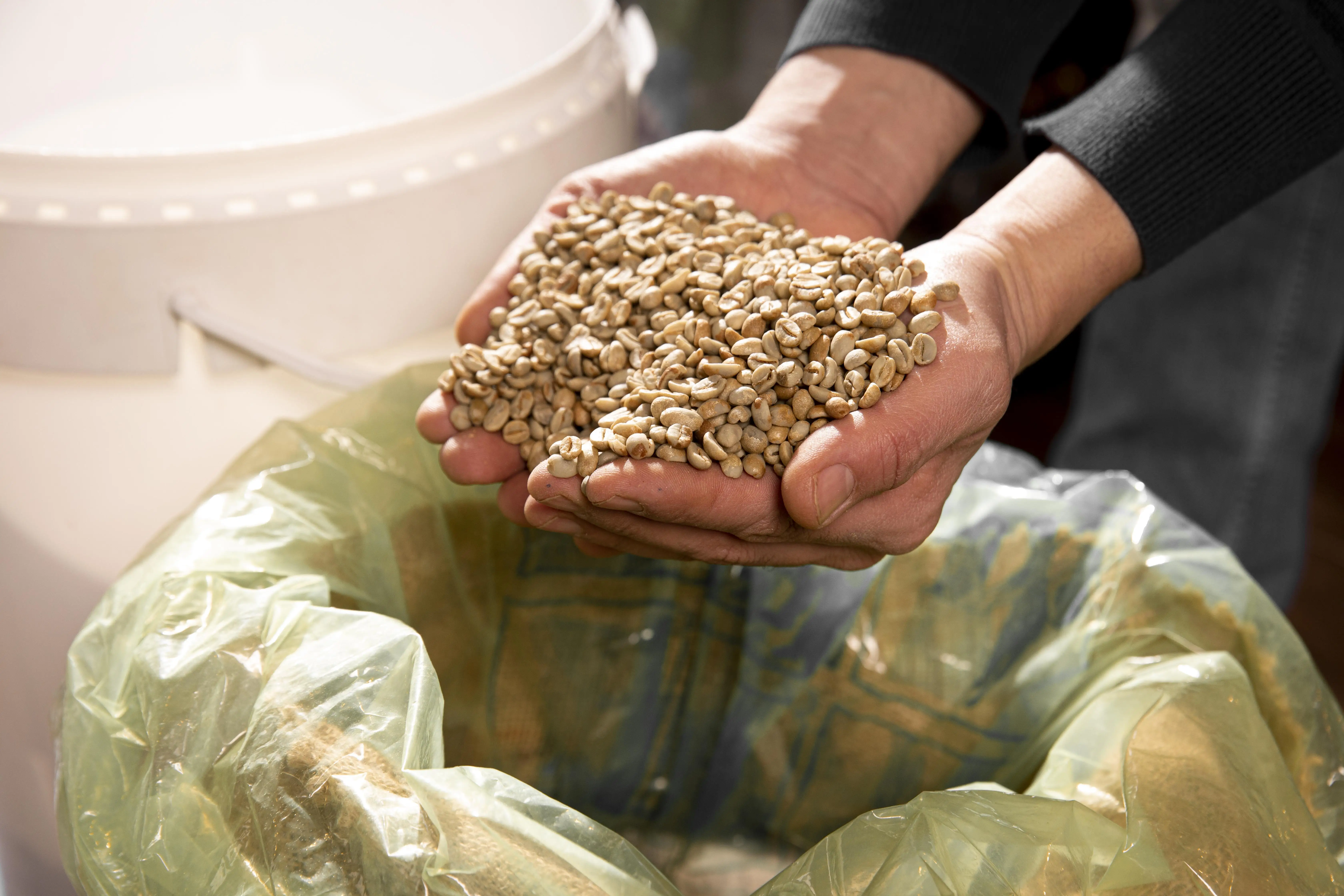 Vietnam 100% Natural Robusta Green Coffee Bean Whole Sale Price Vietnam Green Coffee Bean Attractive Flavor Vietnam Manufacturer