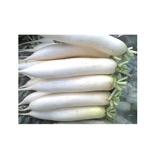 Wholesale Supplier of Natural Quality Fresh Vegetables Radish Bulk Quantity Ready For Export