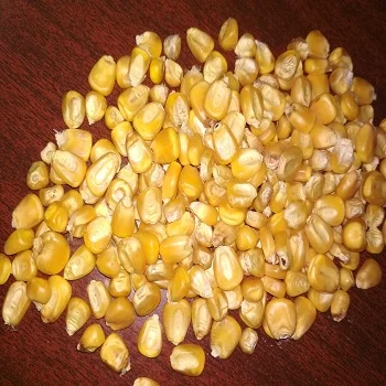 Dried Yellow Corn For Animal Feed in Premium grade ready for sale from India