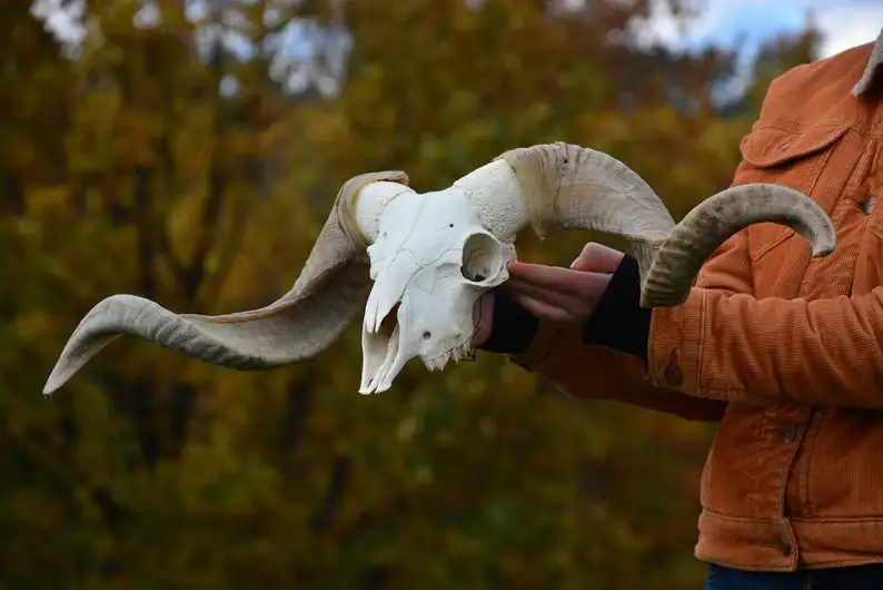 Modern Elegance Handcrafted Buffalo Bull & Ram Skull Wall Art with Majestic Horns Unique Animal Carved Salt Stand Decoration