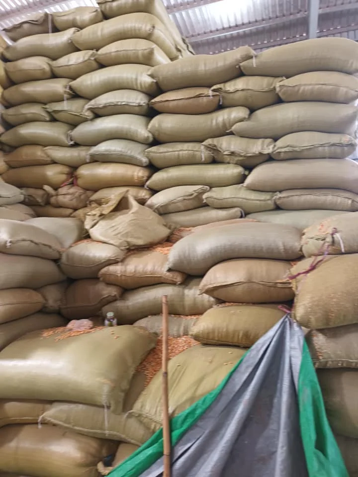 Dried Yellow Maize Available for Sale