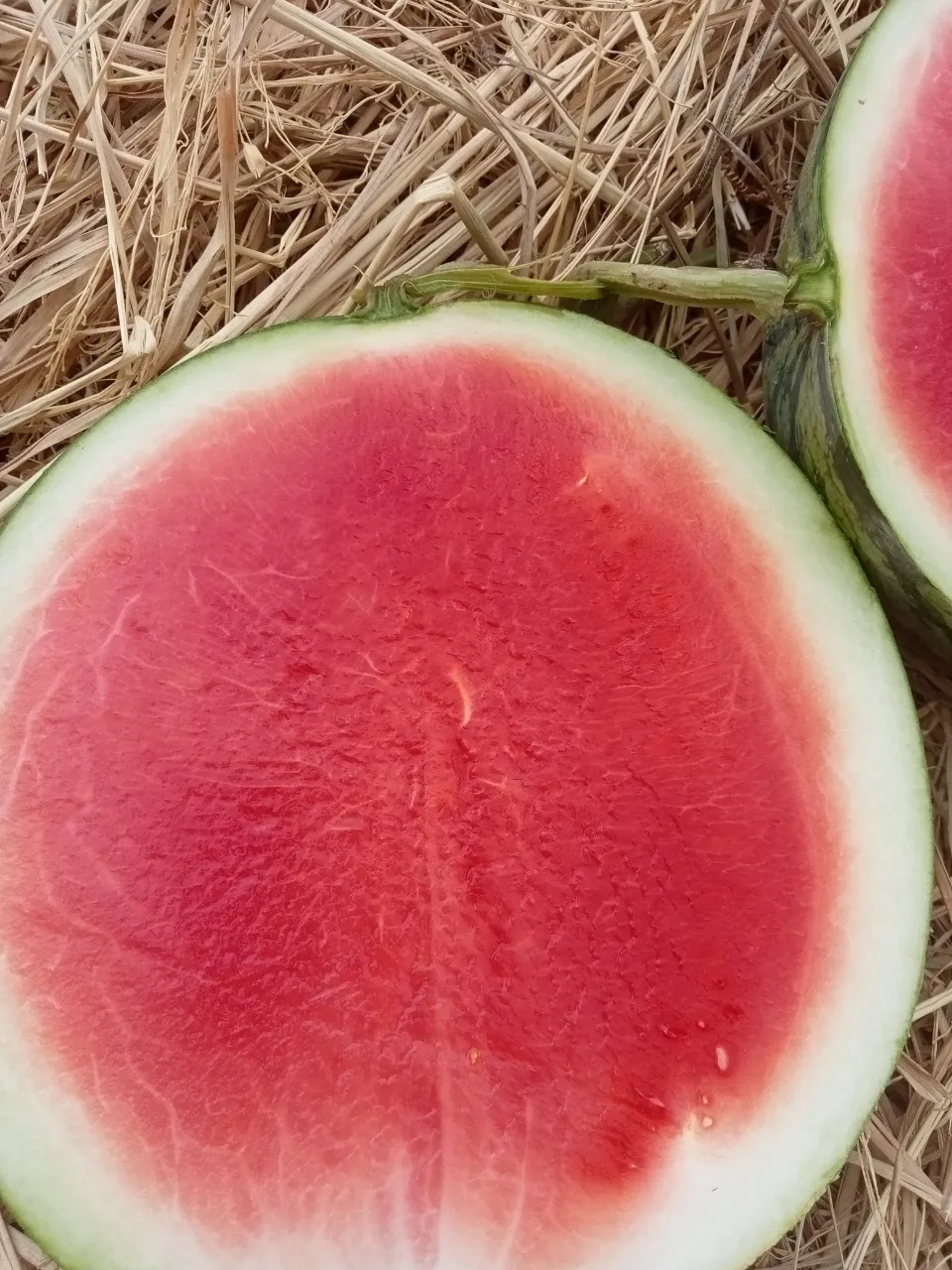 Watermelon Fresh Watermelon vietnam
