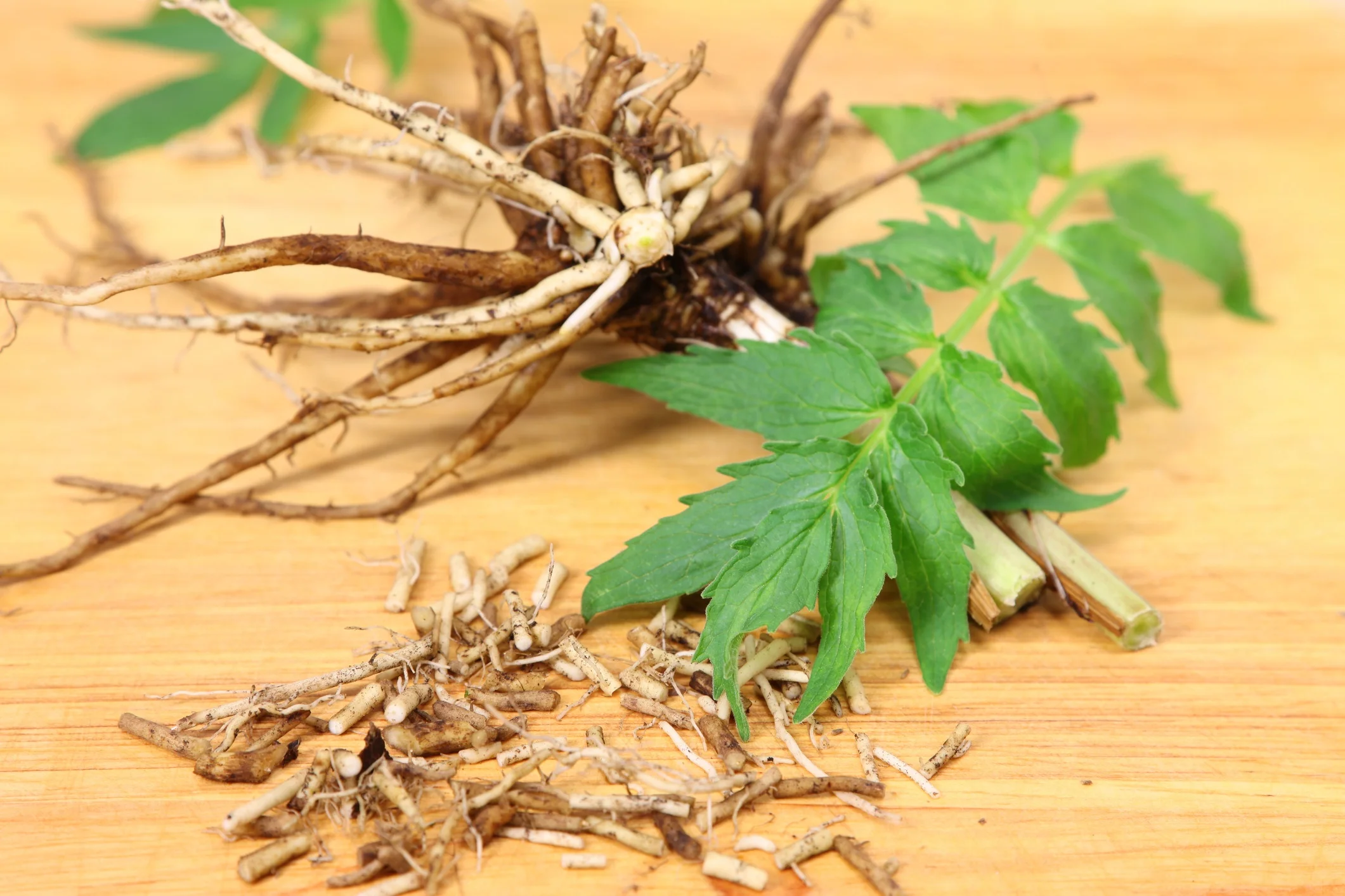 High Quality Valerian root (E) (10-30 %)  (Tagged Extract)  100% Organic valerian root extract powder from India