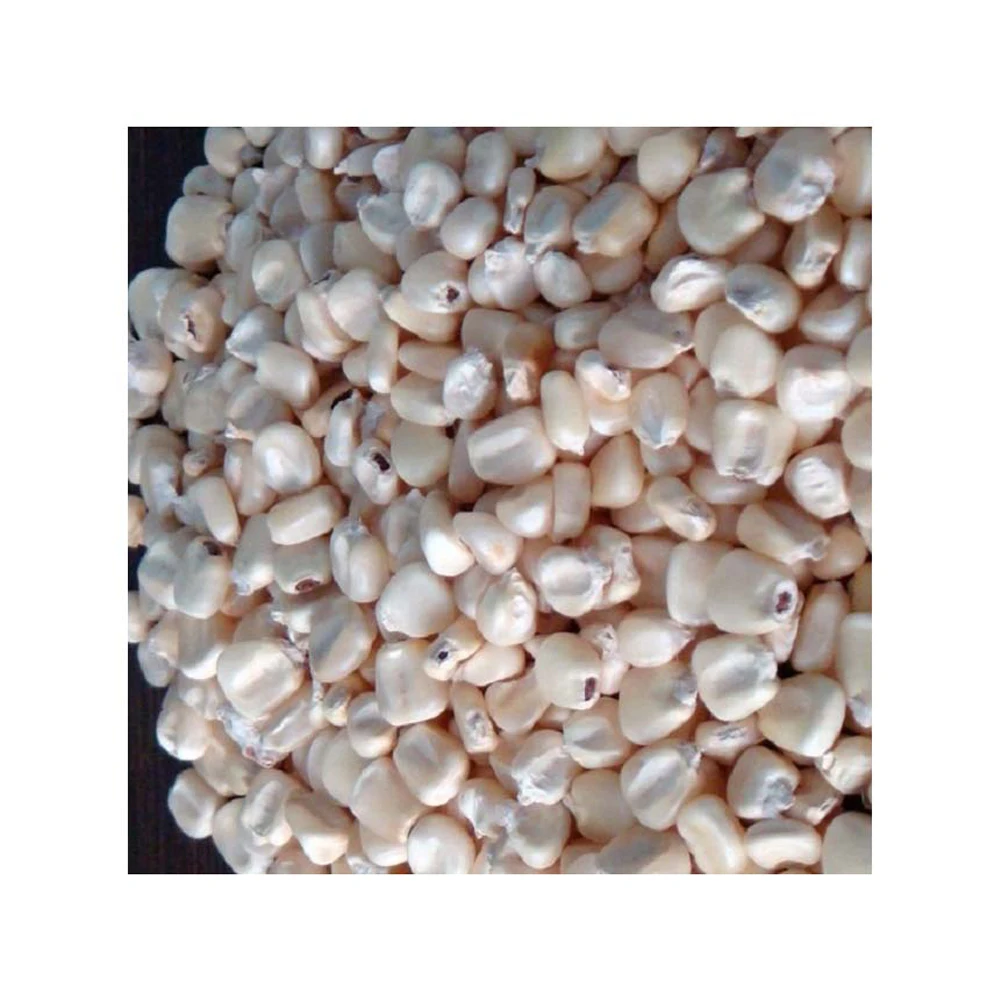 Top Selling White Maize Corn Yellow Maize Export Quality Stock Available For Sale