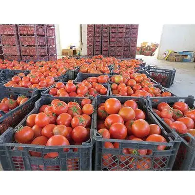 Fresh quality tomato (1600555600333)