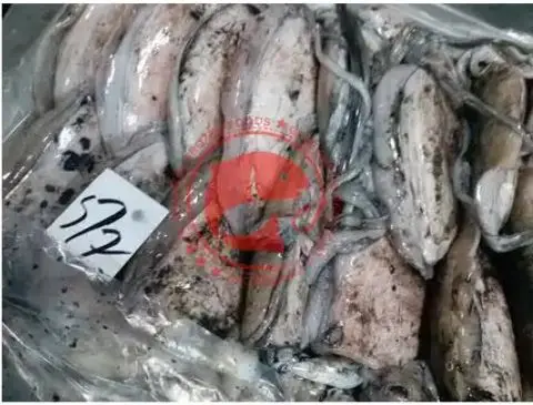Altawakal Frozen Foods Hot Selling Frozen Cuttlefish Delicious Nutritious Top Quality For Export from Pakistan