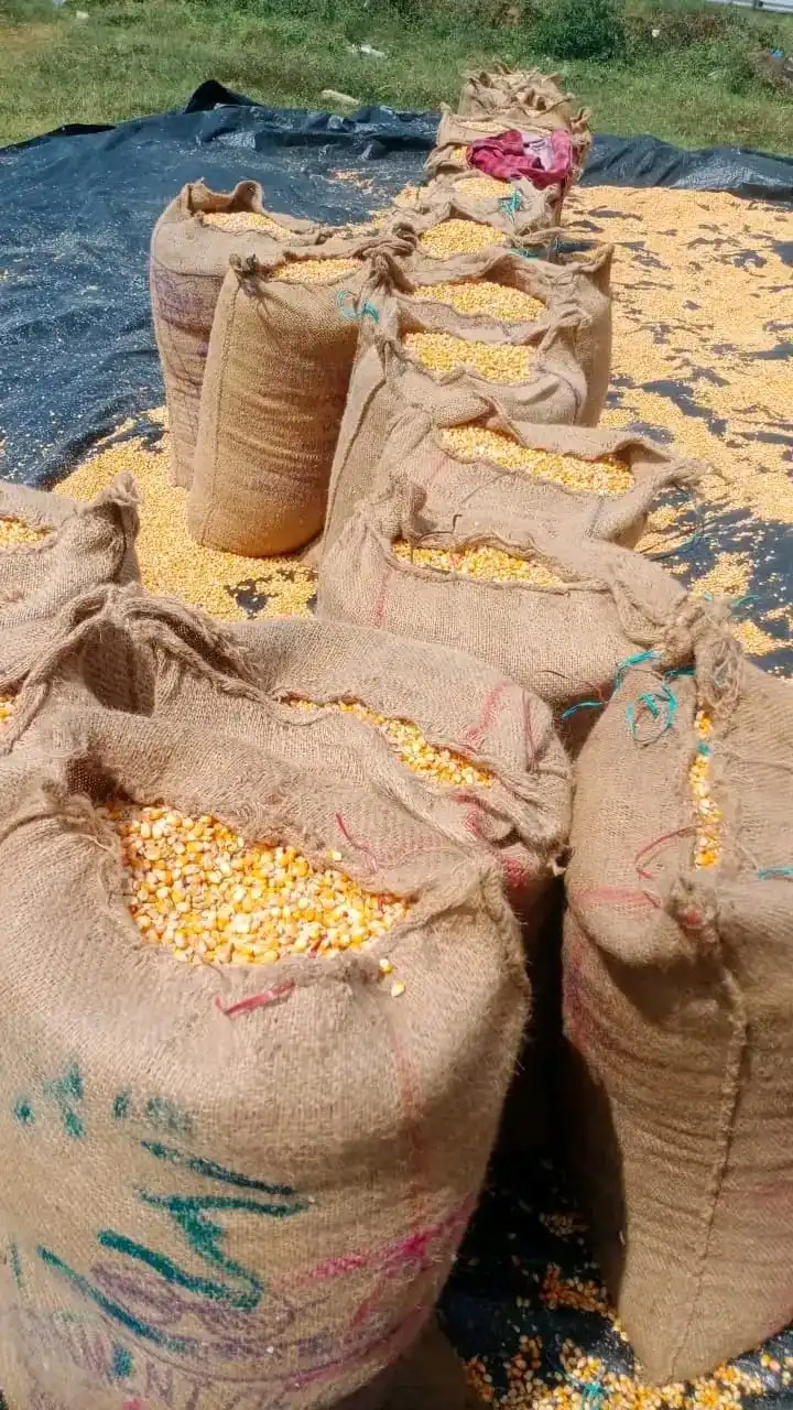 Import Yellow Maize Corn for Human  Consumption at wholesale Prices