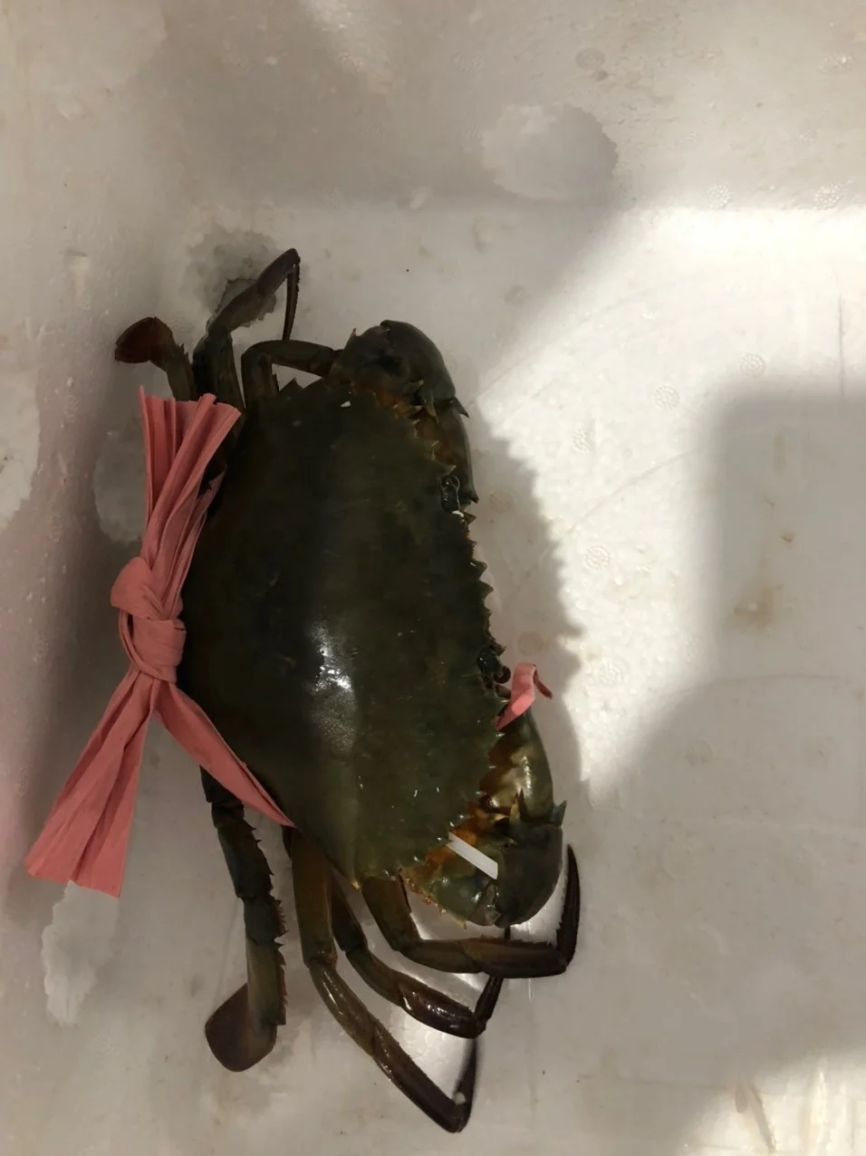 Premium Quality Exported Live Mud Crab Male Or Female Fresh Crabs For Wholesale Fresh Live Crab Live Mud Crab Live Seafood