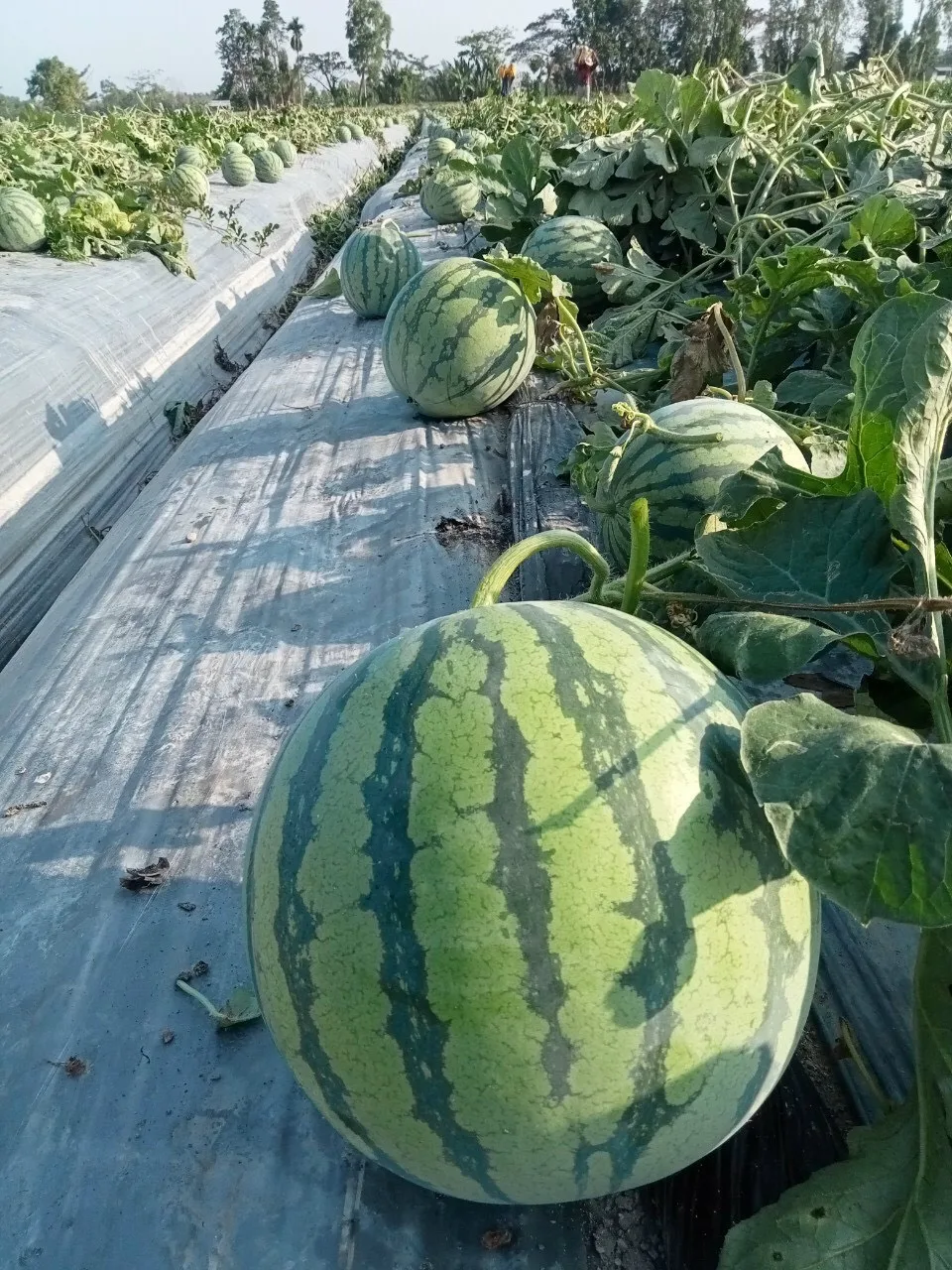 Seedless Fresh Watermelon for Sale Bulk Fresh Fruit Sweet Taste Nice Color