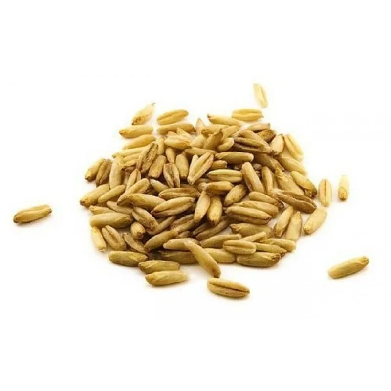 Rolled Oats / Instant Oats / Quick Oats Yellow Oats Seeds Sale