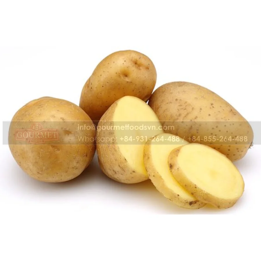Potato In Good Quality In Bulk