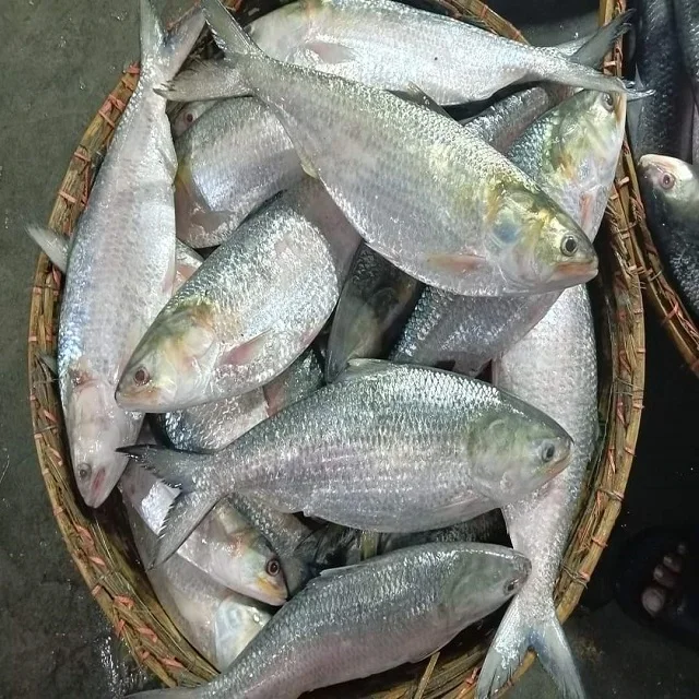 Frozen Fish Fresh Tilapia Supplier Block Bulk Style Packaging Package Weight Lbs Shelf Origin Latin Type Life Shape BRC Product