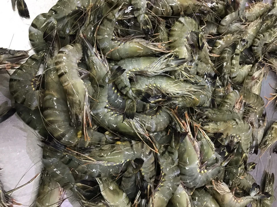 Top Selling High-Quality Black Tiger Prawn HOSO From Vietnam Manufacture