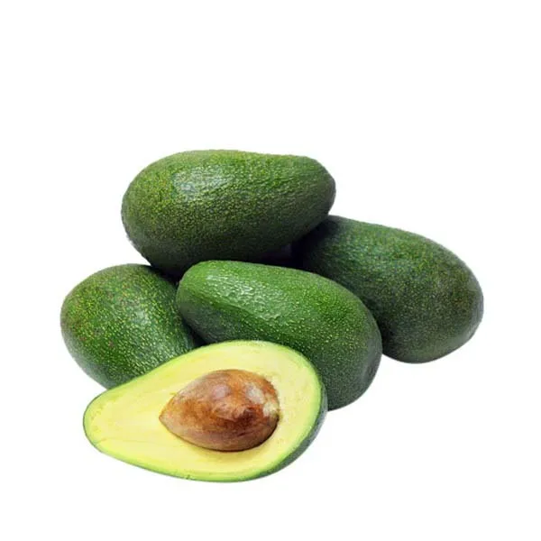 Fresh Avocado For Worldwide Export - Fresh Avocado at Best Price for Wholesaler