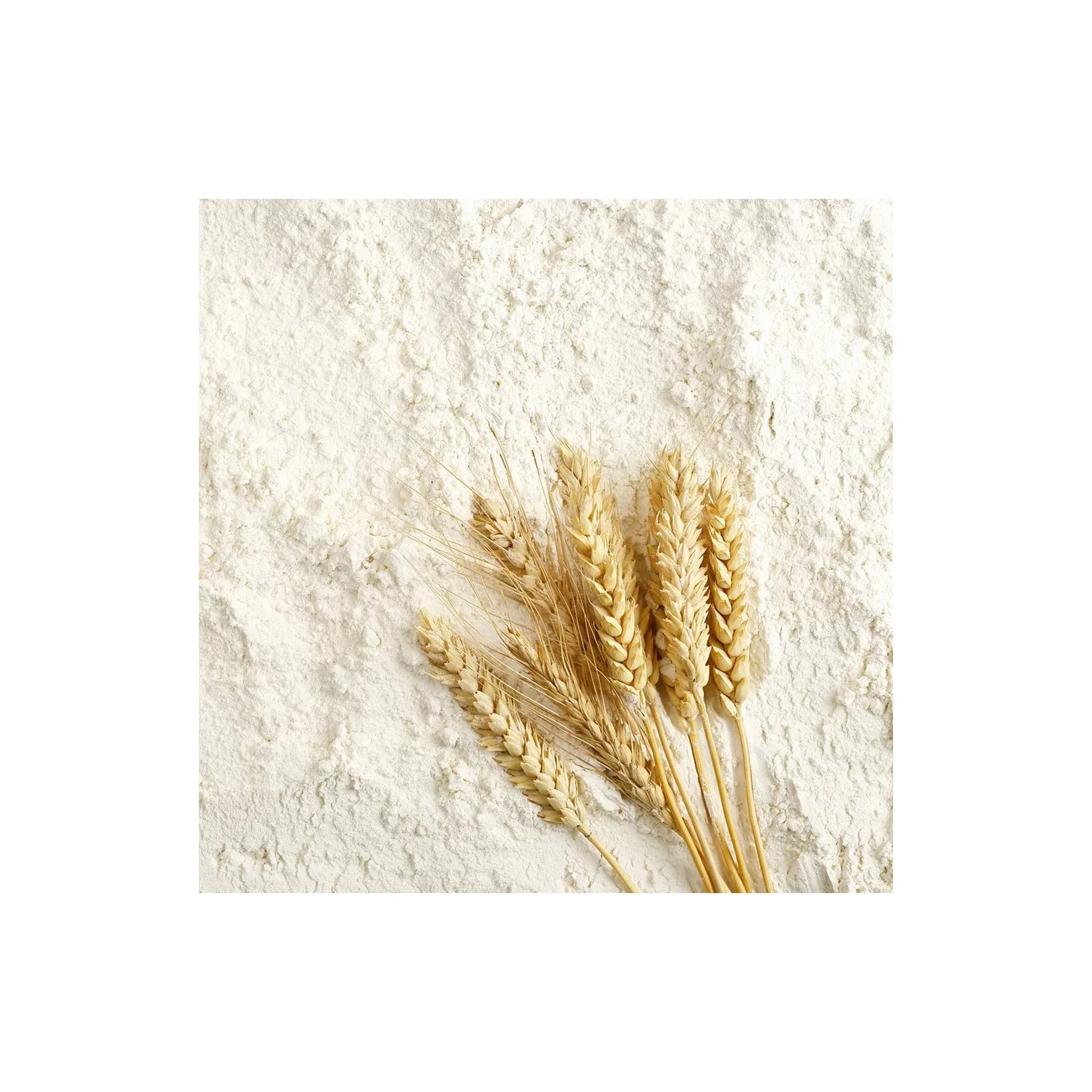 Best Market Price Wholesale Wheat Grain Top Quality Whole Wheat