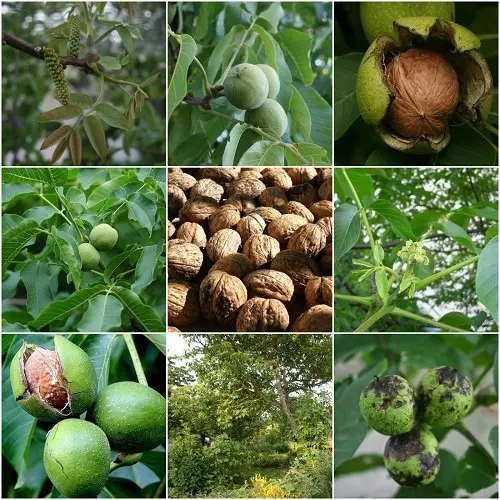 100% N-a-t-u-r-a-l Walnut oil Walnuts oil for massage Walnut oil bulk