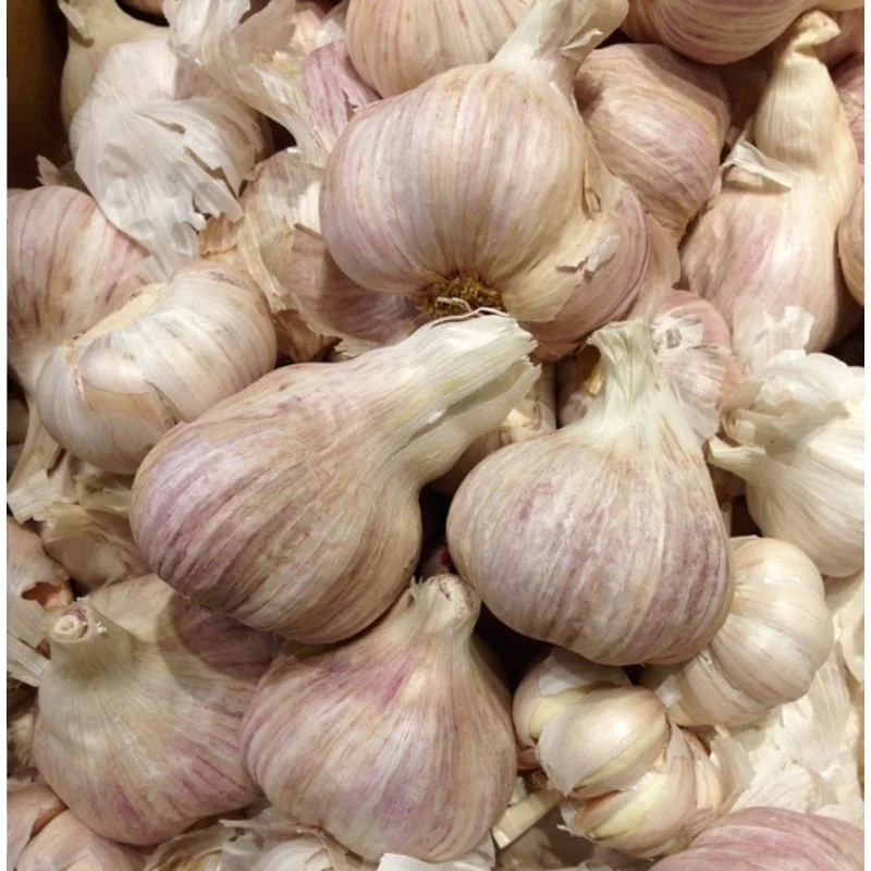 Wholesale garlic  Elephant Garlic export  in pouch packing