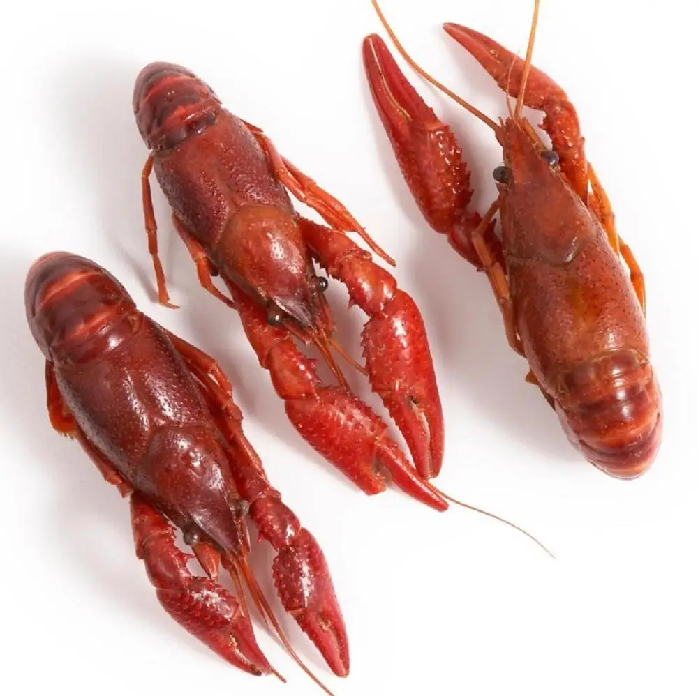 Good Price Frozen Sea Food Lobsters Lobsters Tai Canadian Lobsters