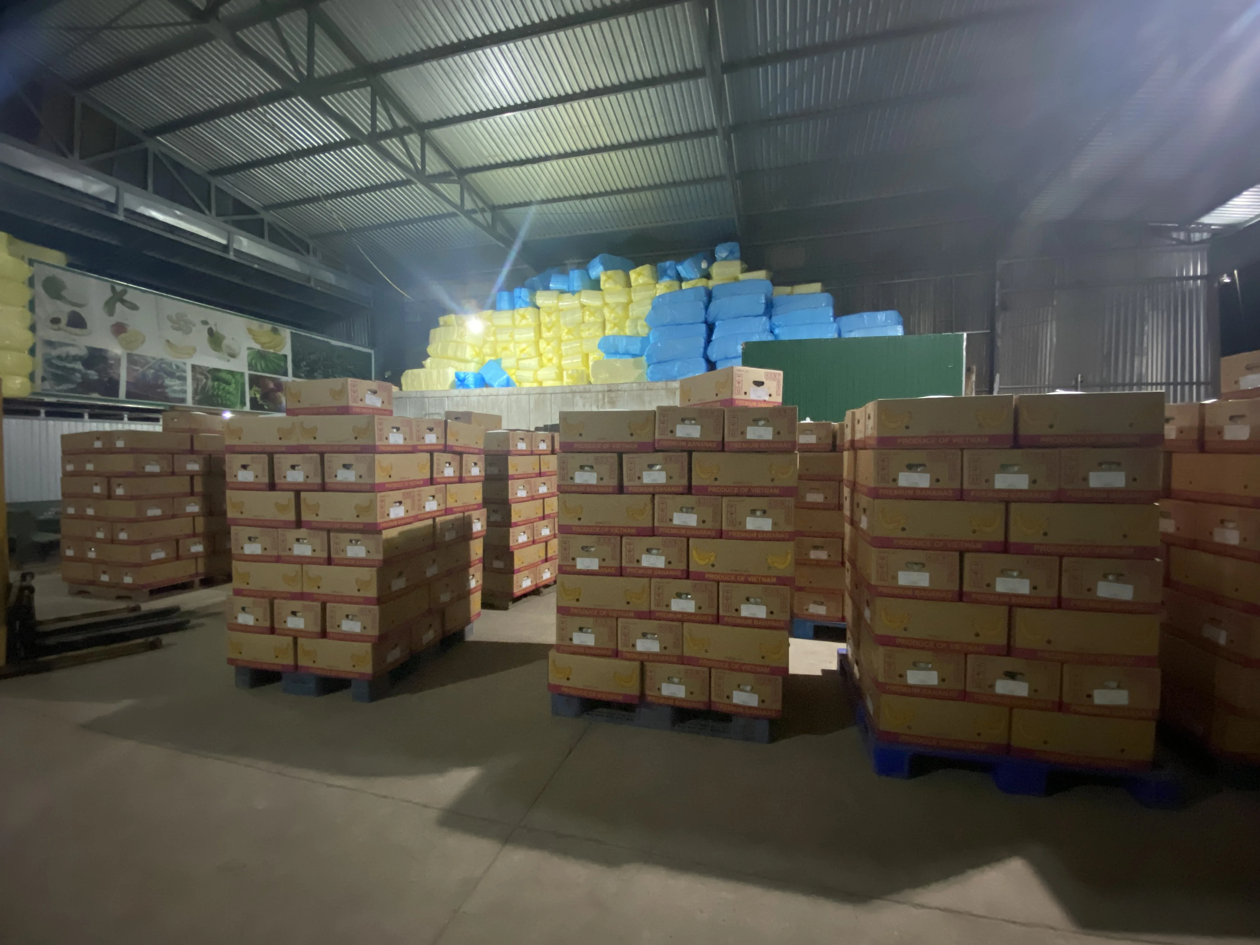 Hot Sale Export Quality Standard Fresh Cavendish Banana With High Quality Common Cultivation Natural Bananas From Vietnam