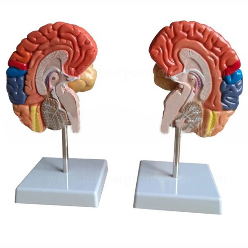 Teaching Resources Medical Science Brain Anatomical Model
