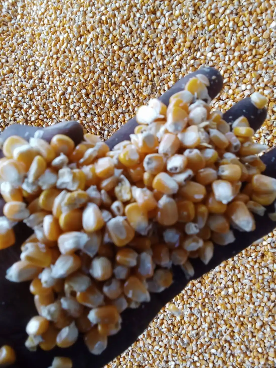 Dried Yellow Maize Available for Sale
