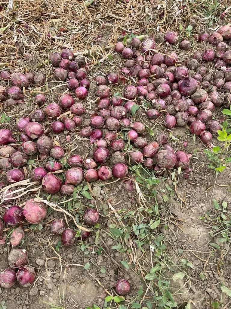 New Crop %100 Organic Onions Hot Sale Big Red Onions Premium Quality Fresh Onion - Made in Turkey