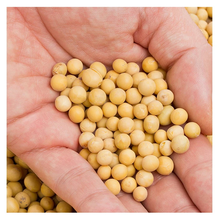 Standard Quality Best Selling Non Gmo Soybean Newest Yellow Soybeans with good Nutrients at Market Manufacturer Price