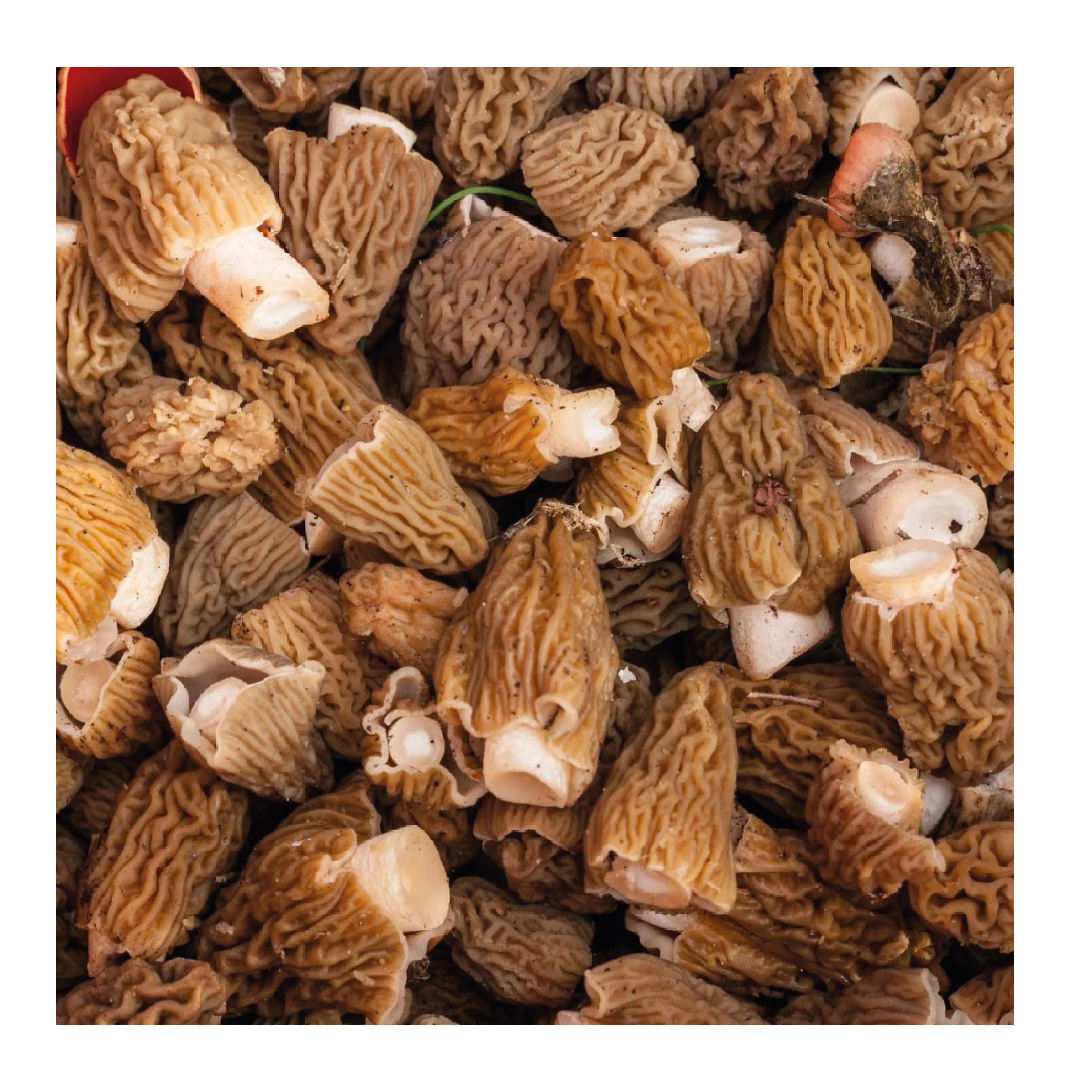 Turkish Wild Morel Mushroom Morchella Conica Turkish Wild Morel Mushroom Morchella Conica High Quality