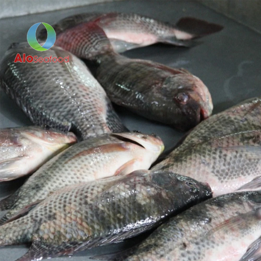 Wholesale Price Vietnam Tilapia Fish Delicious Fresh Frozen Black Tilapia