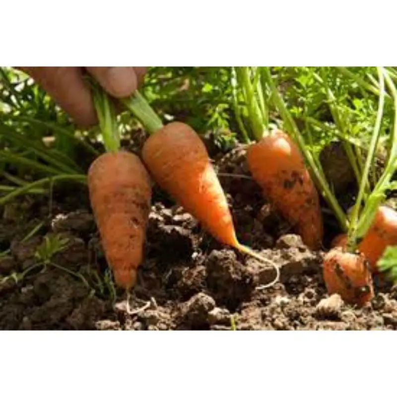 images (7) - Copy.jpg