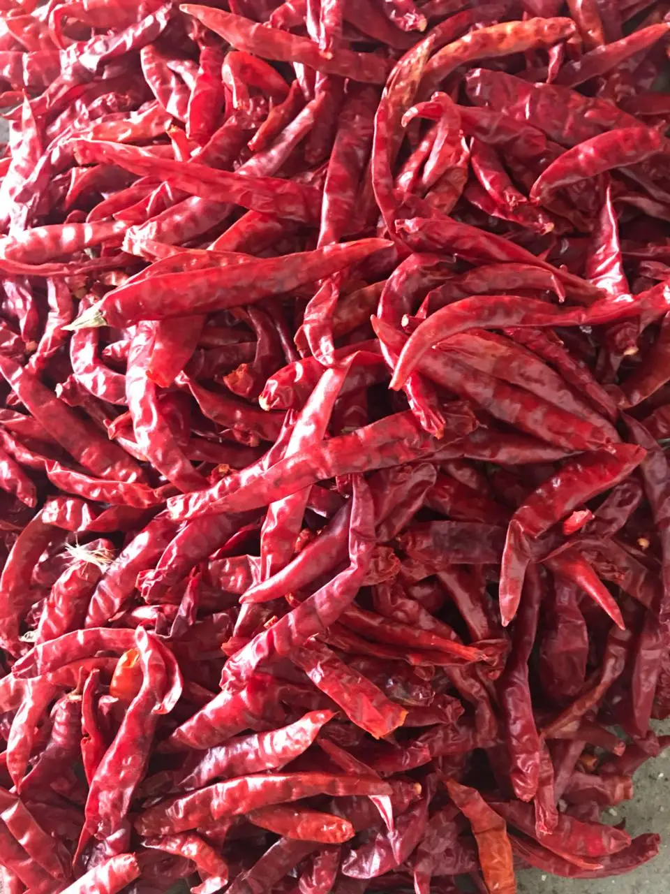 Wholesale price Whole Natural Dried Red Chili s17 Teja Top quality Indian Spices & Herbs
