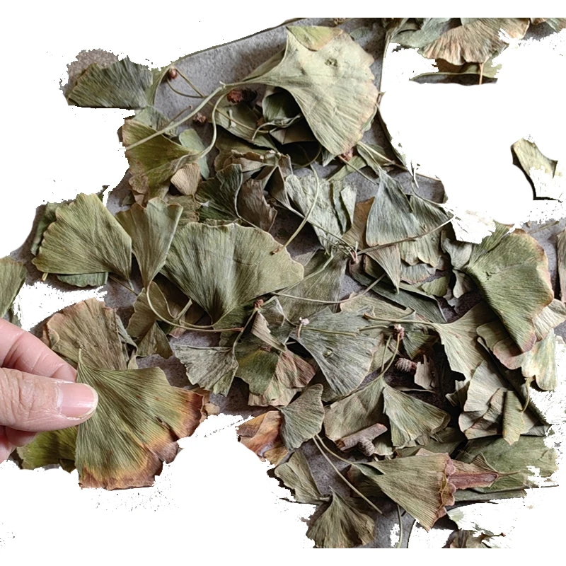 Heat-selling FOLIUM GINKGO  biloba leaf  promotes memory and improves brain function