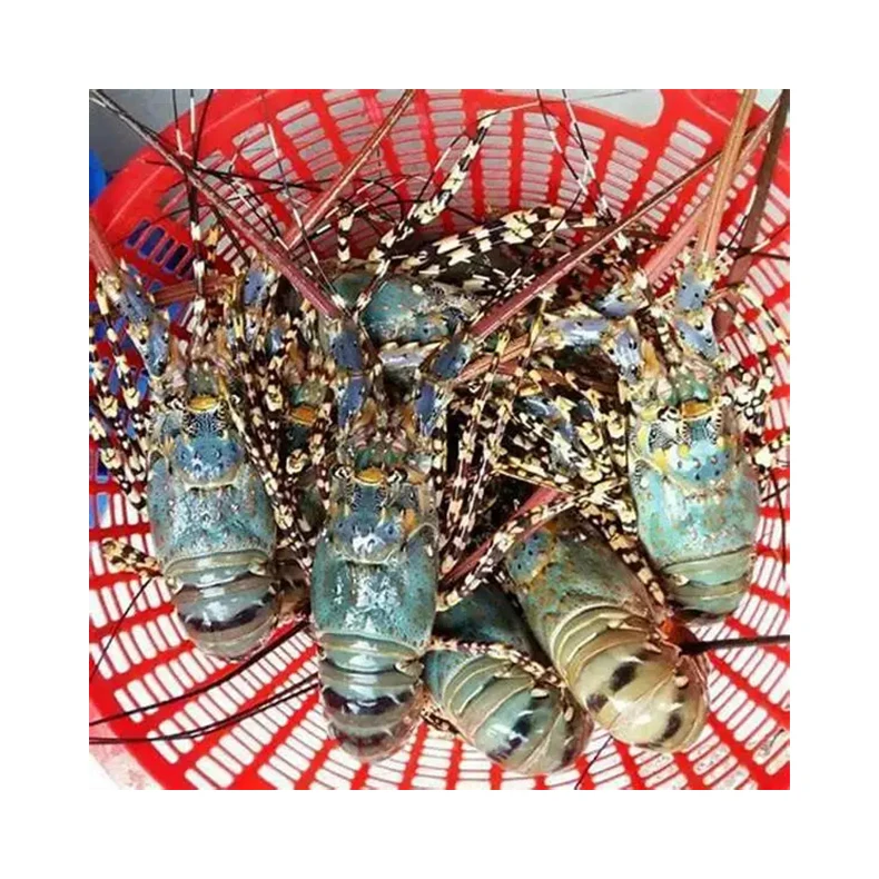 Hot Selling Cheap Supplier Exporters Seafood Dropshipping Production Line Frozen Lobsters From Brazil