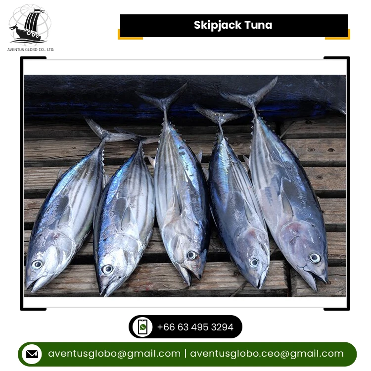 Thailand Origin Manufacturer Supply Factory Low Price Clean Frozen Seafood Product Skipjack Tuna Fish for Sale