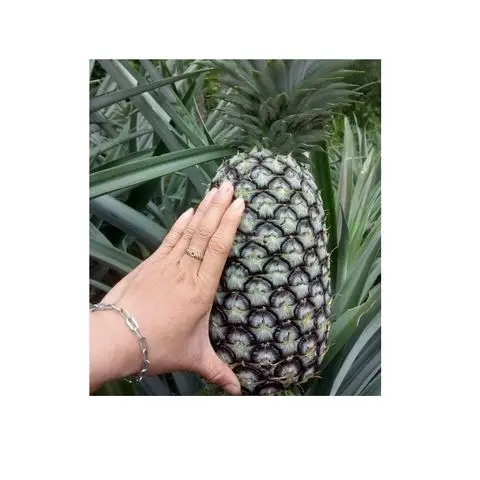 Свежий ананас лучшего качества по хорошей цене для потребления людей или производства продуктов из Таиланда