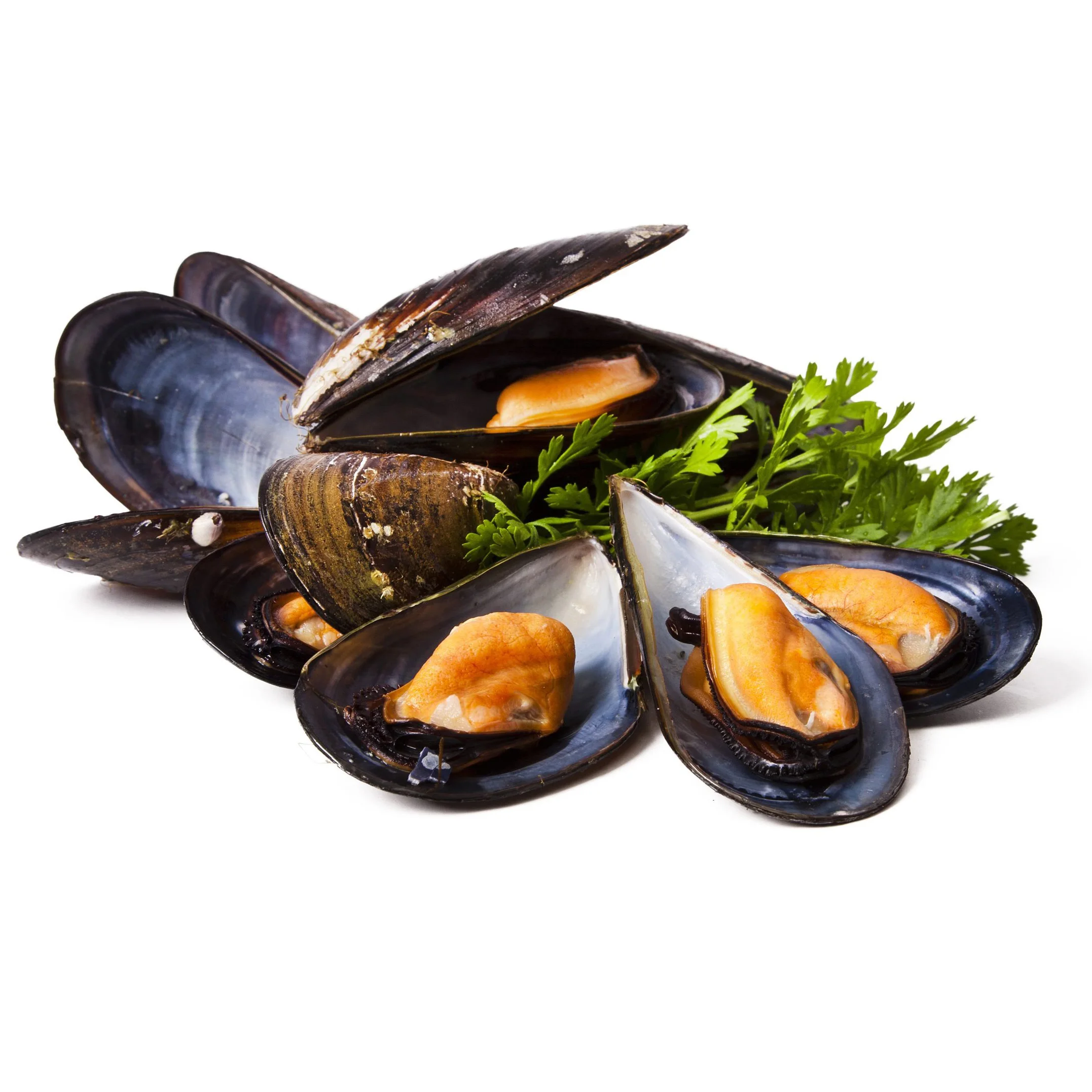 Seafood Importers Mussels In Shellfish Import Export Frozen Seafood High Quality Frozen Half Shell Mussel