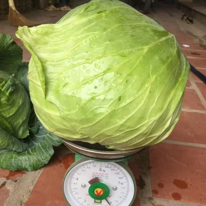 High quality 100% natural wholesale fresh fruits and vegetables from Vietnam white cabbage for food 2023