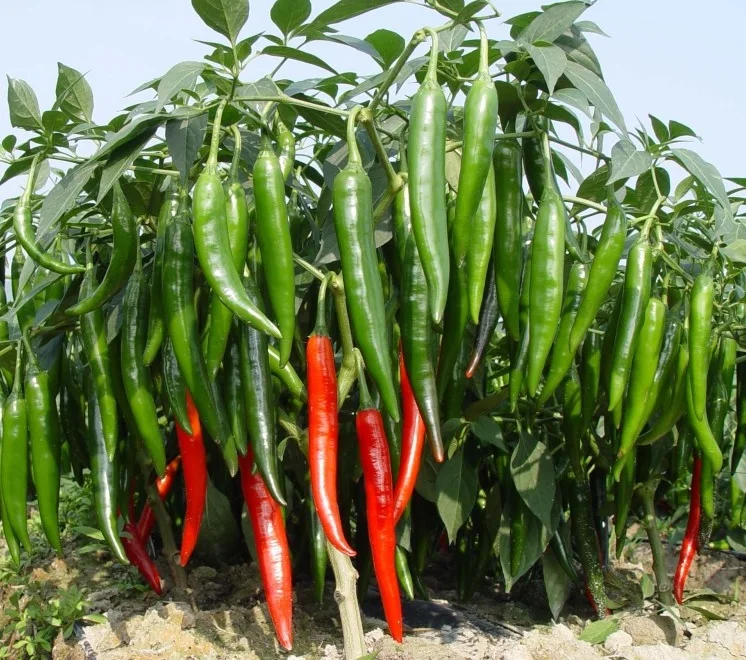 Multi usage for cooking 2 years package quality shelf life raw processing type chili Dried Red Chili from Vietnam