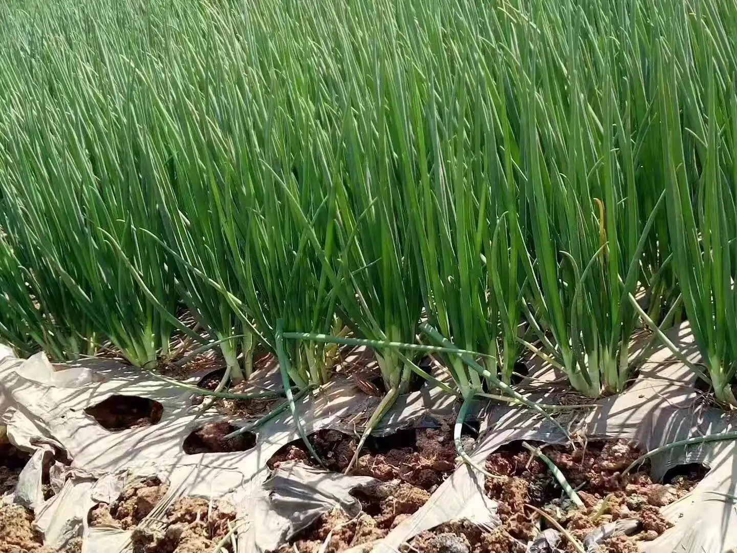 fertilizer granular npk 24-6-10 mango fertilizer for growth stage